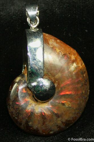 Polished Ammonite Pendant - Fiery Red Iridescent #1202